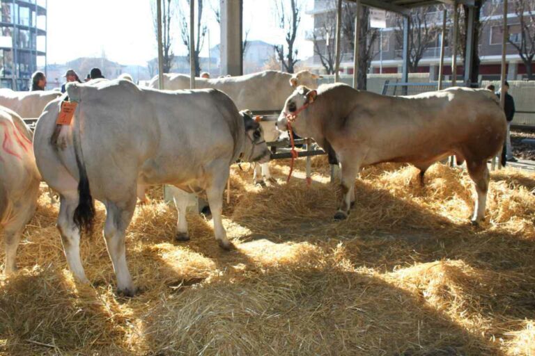 CARMAGNOLA – Le eccellenze agricole e gastronomiche nella Fiera del Bovino di Razza Piemontese