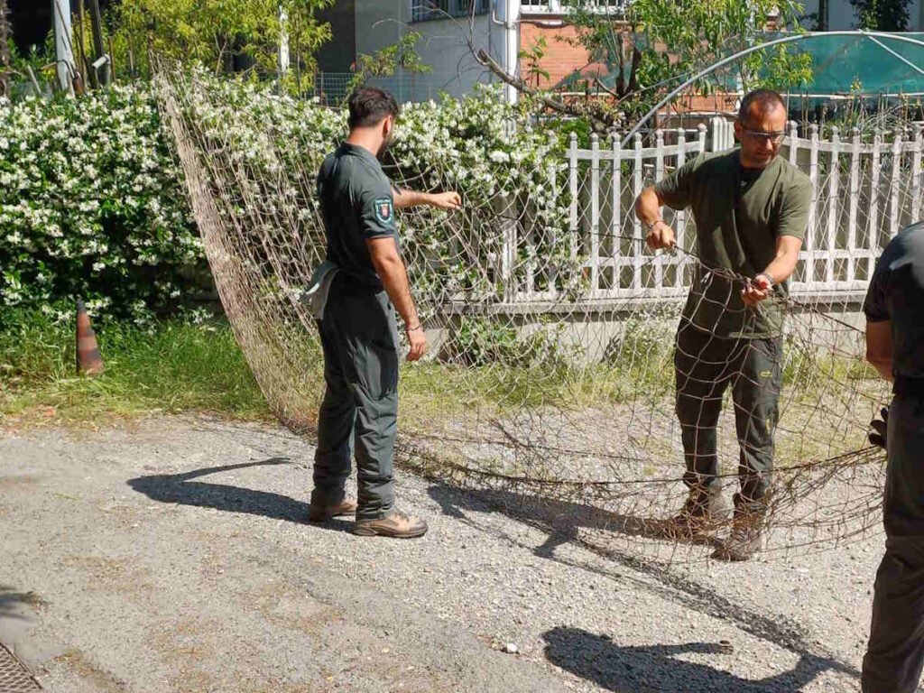 MONCALIERI – Recuperata negli orti urbani una femmina di capriolo 4