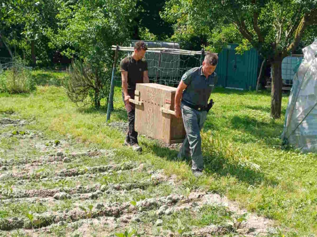 MONCALIERI – Recuperata negli orti urbani una femmina di capriolo 2