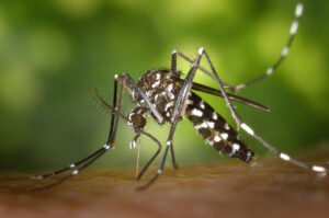 West Nile: morta a Fondi, Latina, una donna di 82 anni contagiata dalla zanzara