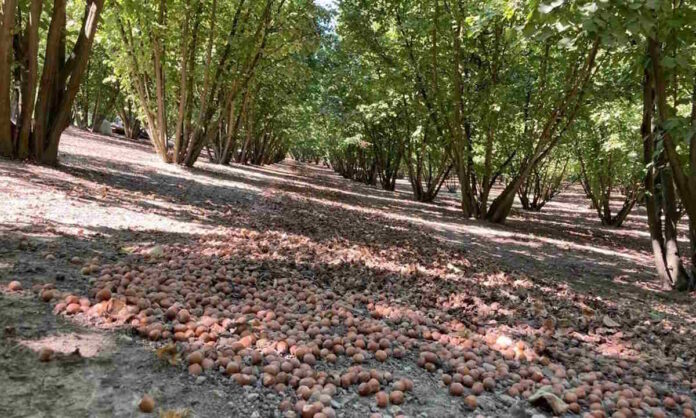 alberi di nocciole ad Asti affetti da cascola