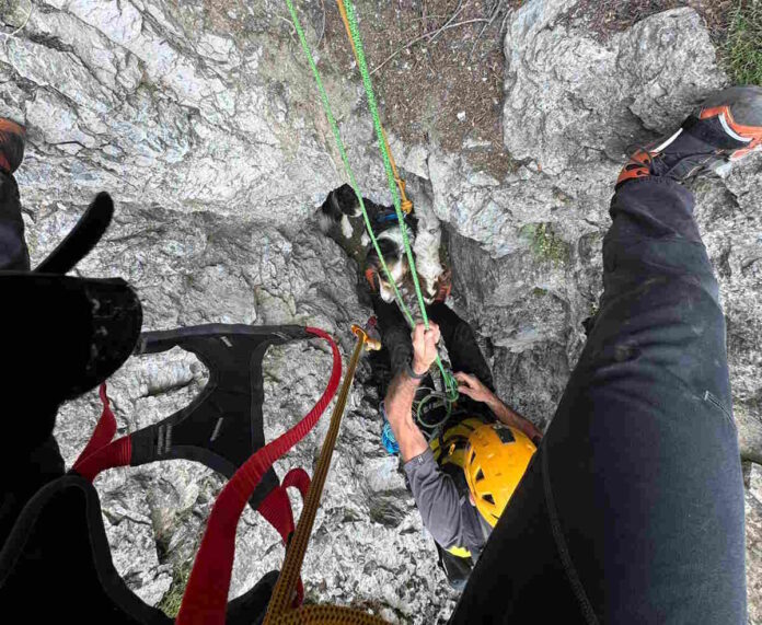 cani canalone bardonecchia