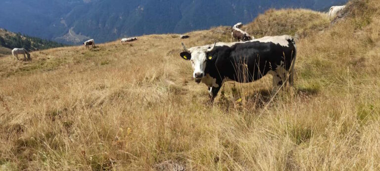 torino pascoli in alpeggio secchi la pioggia non è bastata