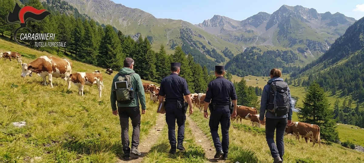 valle susa controlli in ambito agro pastorale