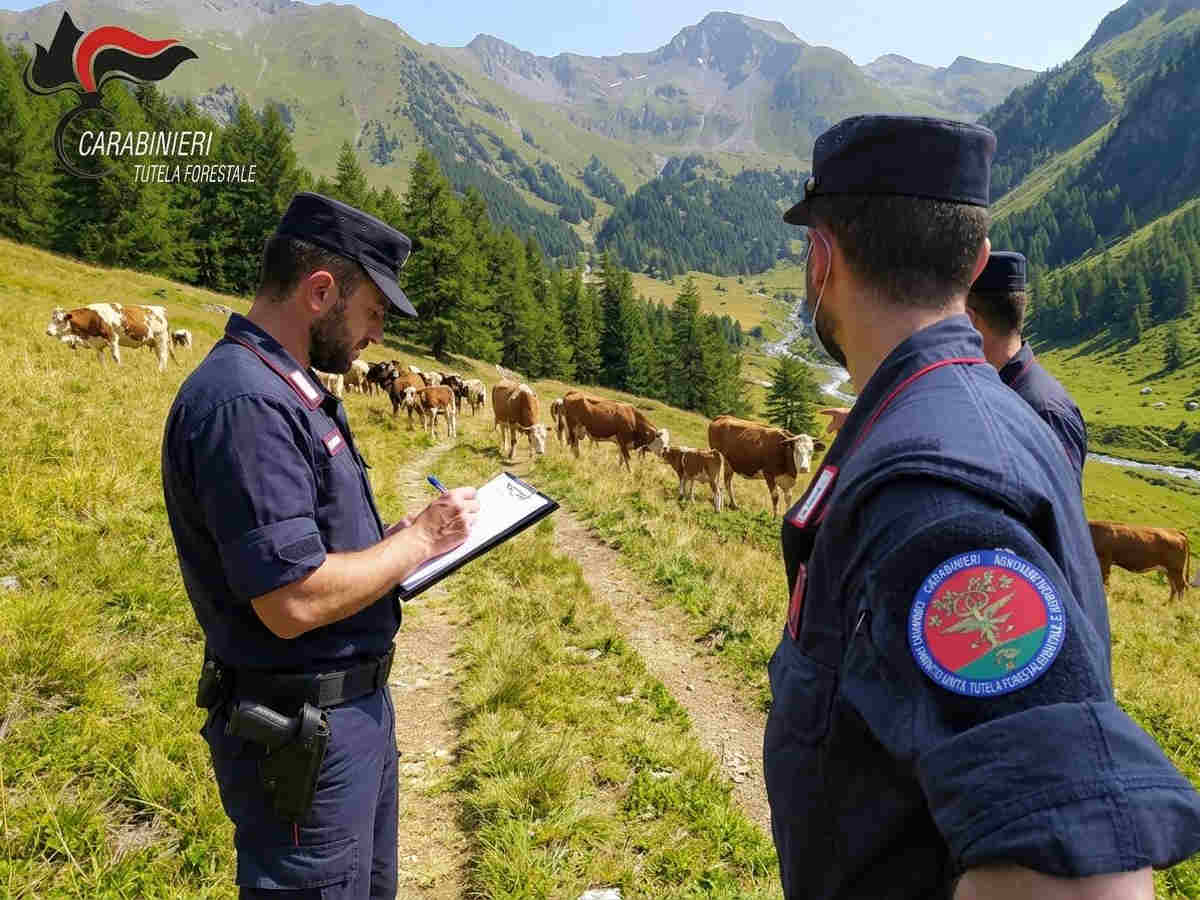 valle susa controlli in ambito agro pastorale